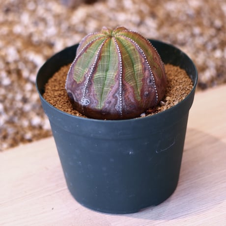 ユーフォルビア オベサ♀ / Euphorbia obesa    no.50707