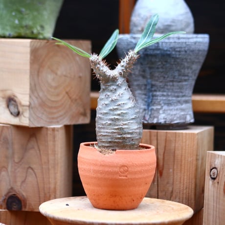 パキポディウム  グラキリス／Pachypodium  gracilius   no.32039