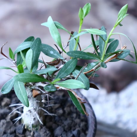 フォークイエリア  コルムナリス  観峰玉 Fouquieria columnari   no.102701