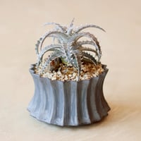 たけろうポット / テツ no.828-82 | 芽の巣山