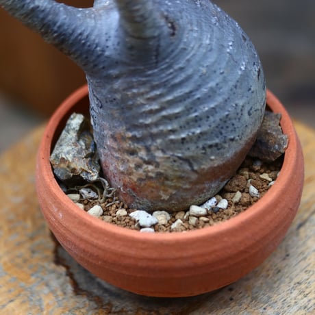 パキポディウム  グラキリス／Pachypodium  gracilius   no.72417
