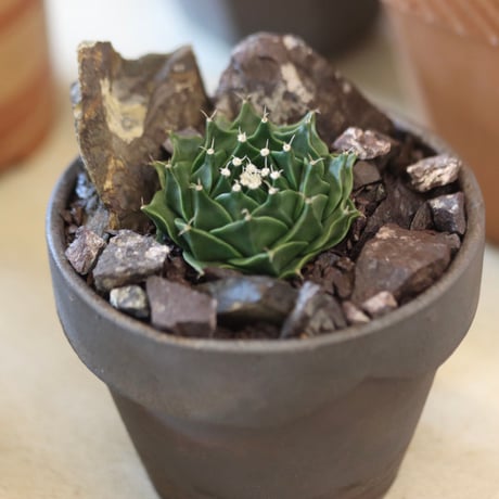 Obregonia denegrii (帝冠) × YAMABACHI var. taketo pot  no.112-21
