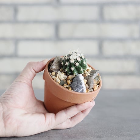 Echinocactus 短刺金鯱 × YAMABACHI (3号鉢)  no.621/51
