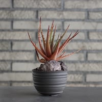 Aloe broomii × takero pot (3.5号)  no.607/33