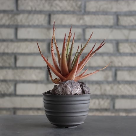 Aloe broomii × takero pot (3.5号)  no.607/33