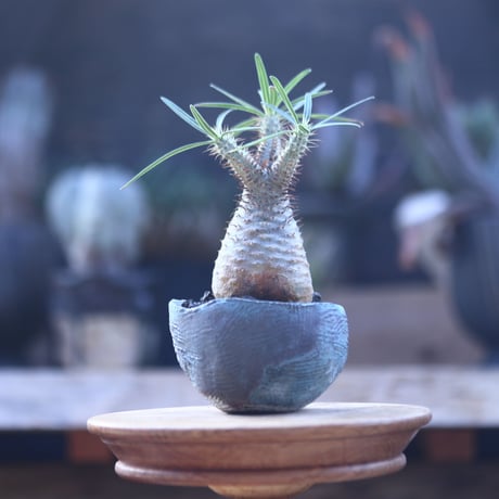 パキポディウム  グラキリス   Pachypodium  gracilius       no.22824