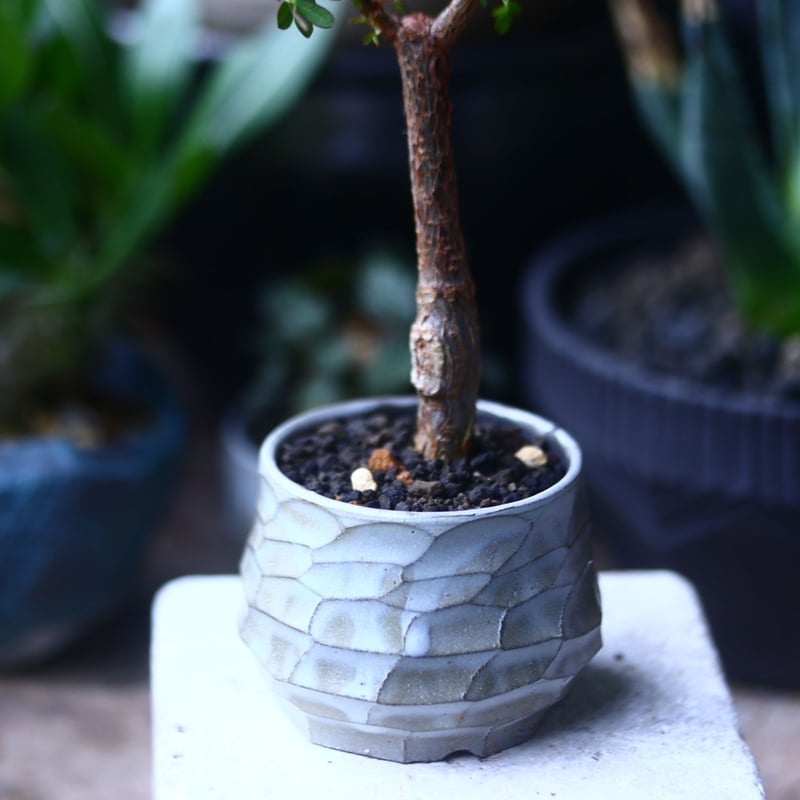 【現品】デロニクス・デカリー　Delonix decaryi　10号　４T番 現品】デロニクス・デカリー Delonix decaryi 10号 4T番の通販はau