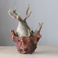 Pachypodium gracilius × Ion Fukazawa / PLANETX (5号鉢)   no.420-45