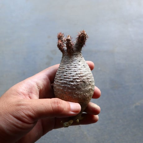 パキポディウム グラキリス 抜苗  Pachypodium rosulatum var. gracilius no.92923