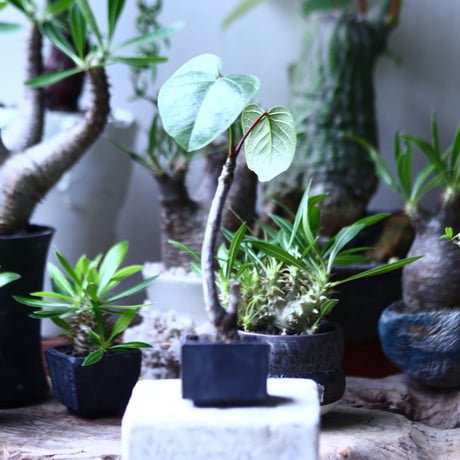 エリプティクム | STORES