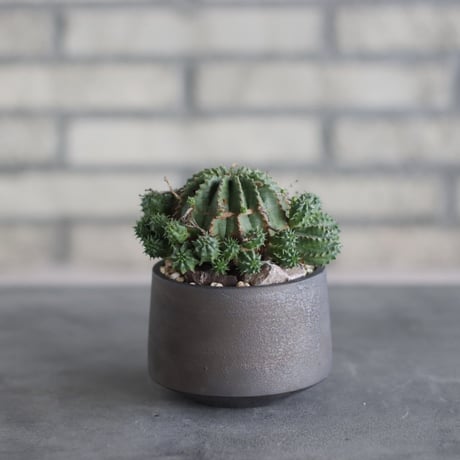 Euphorbia valida (子吹きバリダ) × N/OH(3.5号)  no.510/57
