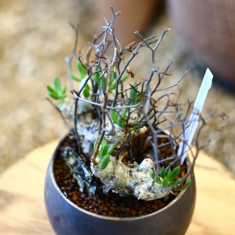 Tylecodon reticulate × たけろうポット  no.12126