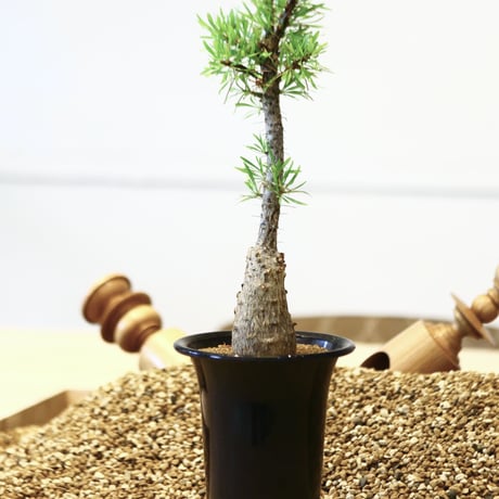 フォークイエリア プルプシー / Fouquieria purpusii  no.42329