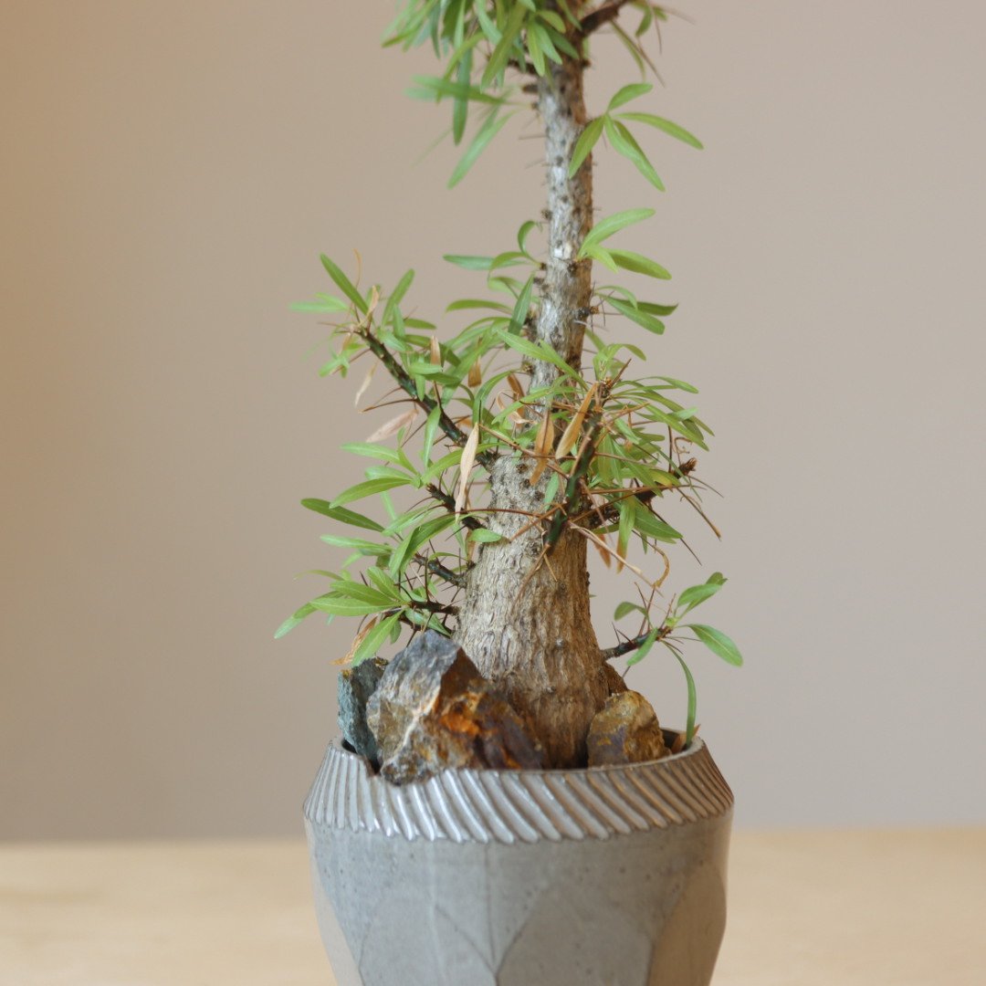 Fouquieria purpusii × N/OH no.228-4 | 芽の巣山