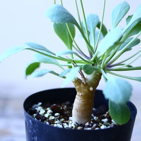 オトンナ   クレムノフィラ × ユーフォルビオイデス   Othonna  hybrid cremnophila ×  euphorbioides  no.110825