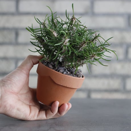 Euphorbia brachyphylla × YAMABACHI (3号) no.607/26
