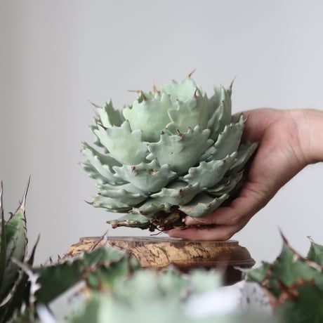 Agave Isthmensis / Style of Chika　no.42189