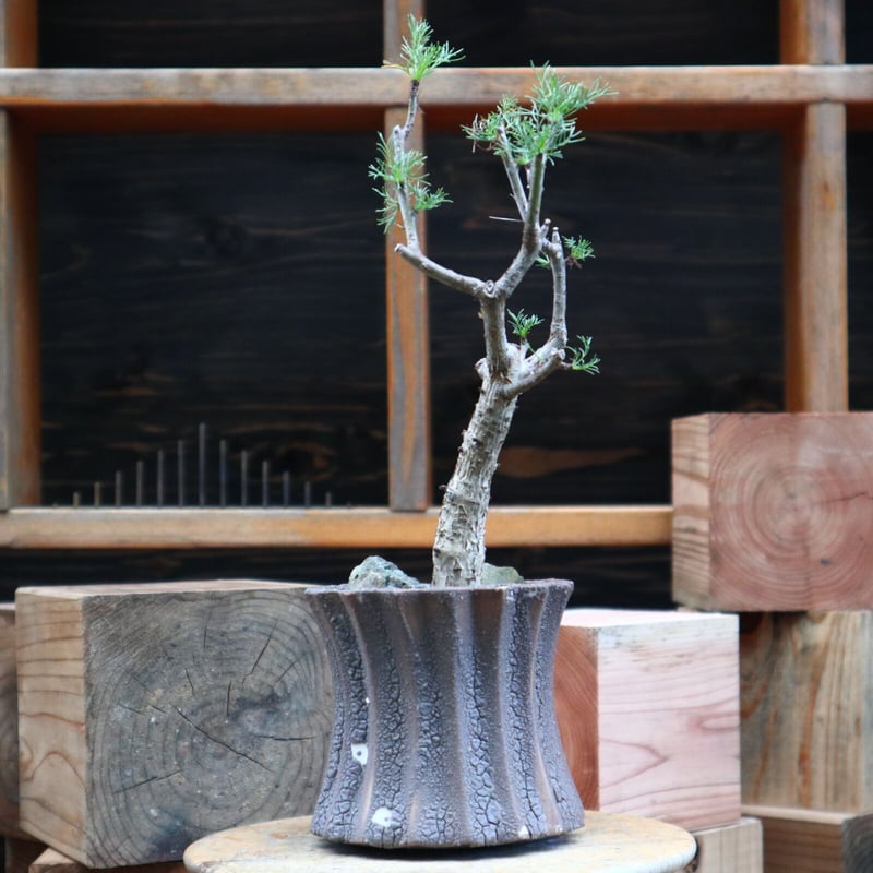 コミフォラ クラウセリアナ／Commiphora kraeuseliana no.82