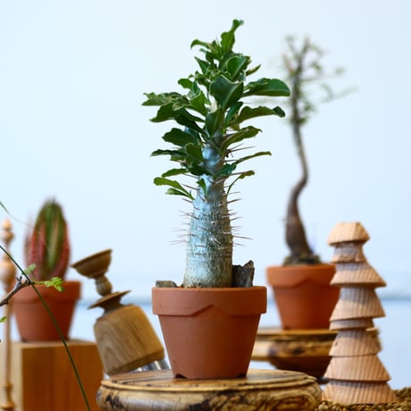 YAMABACHI × Pachypodium saundersii    no.91044