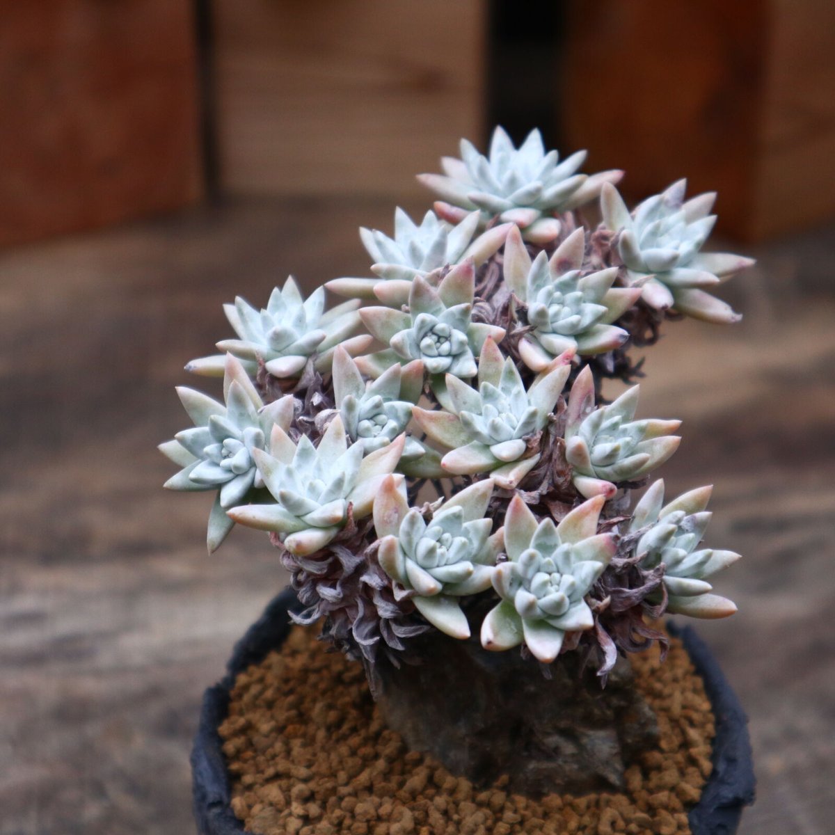 ダドレア グリーニー／Dudleya greenei no.91822 | 芽の巣山