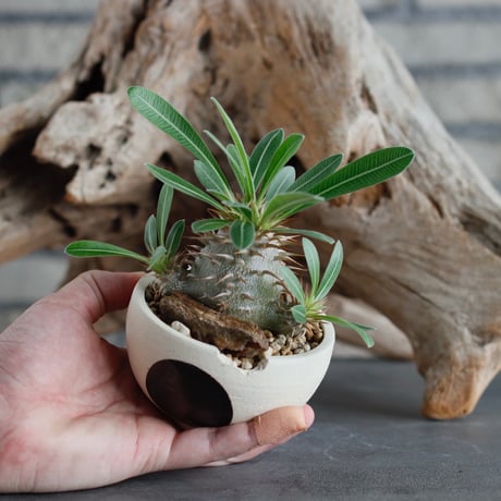 Pachypodium hyb.【{eburneum×makayense} × eburneum】(dobuzuke) × N/OH (3号)  no.622-27