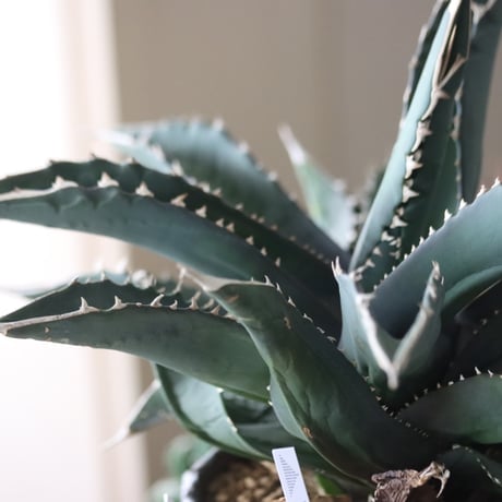 Agave titanota"FO-076" × N/OH　no.51951