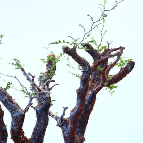 コミフォラ モンストローサ / Commiphora monstrosa   no.62501