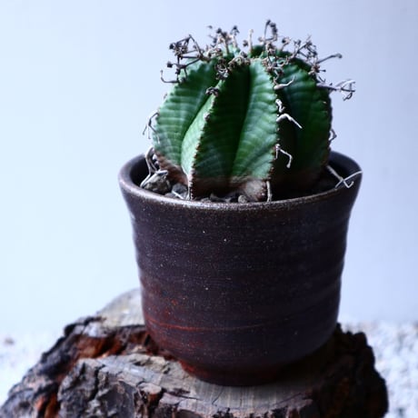 ユーフォルビア  バリダ   Euphorbia valida   no.20304