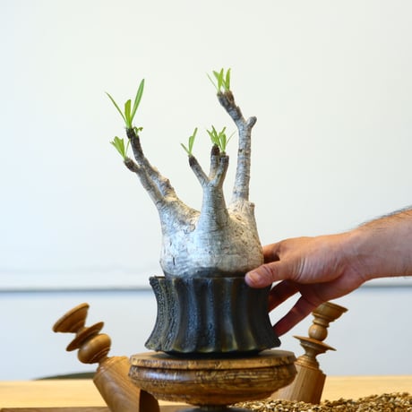 パキポディウム  グラキリス / Pachypodium  gracilius   no.73033