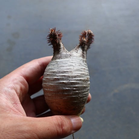パキポディウム グラキリス 抜苗  Pachypodium rosulatum var. gracilius no.92917