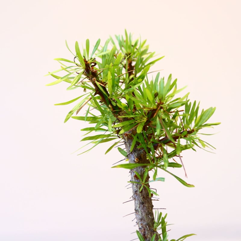 フォークエリア プルプシー isla del pescado - Fouquieria purpusii-フォークイエリア