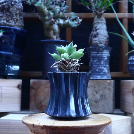 アガベ チタノタ フィリグリー ／Agave titanota "Filigree crested    no.62022