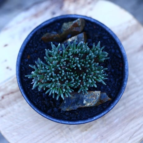 アボニア   クイナリア   アルストニー  赤花／Avonia quinaria ssp. alstonii    no.111404