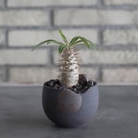 Pachypodium gracilius × N/OH (2.5号) no.628/78