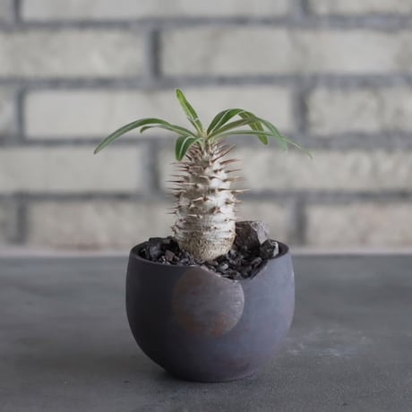 Pachypodium gracilius × N/OH (2.5号) no.628/78