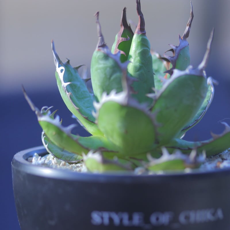 アガベ ホリダ Agave horrida no.20737-1 | 芽の巣山