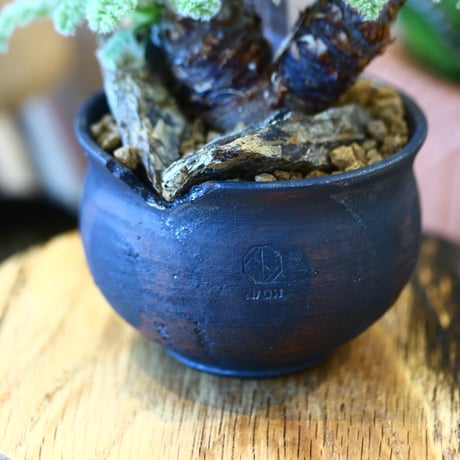 N/OH × Pelargonium appendiculatum     no.111920