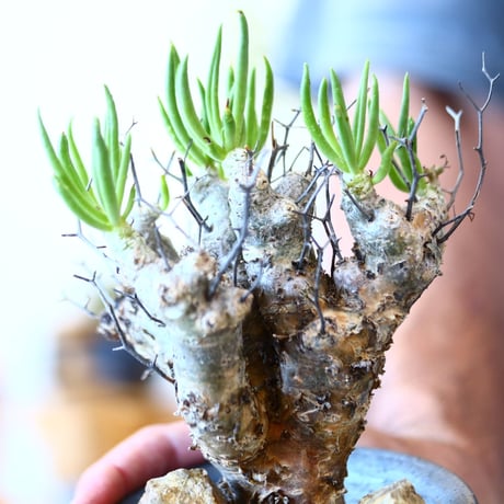 Tylecodon  reticulate × N/OH  no.91718
