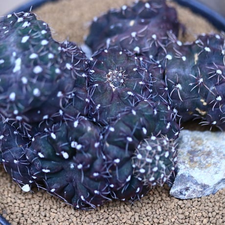 ギムノカリキウム 聖姿玉 モンスト／Gymnocalycium uruguayensis monst  no.21332