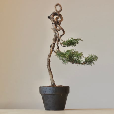 真柏 / YOSHIZAWA3-SHOHINBONSAI   no.223-40