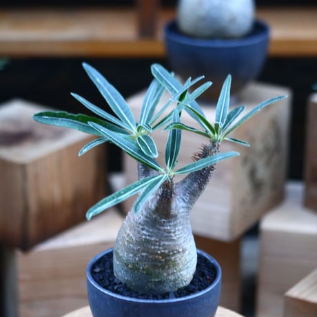 パキポディウム  グラキリス ／Pachypodium  gracilius     no.103165
