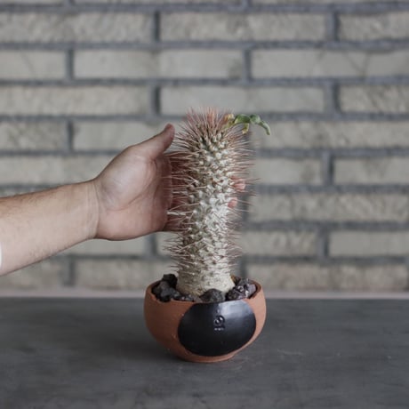 Pachypodiu namaquanum / 光堂 × N/OH (4号)  no.510/17