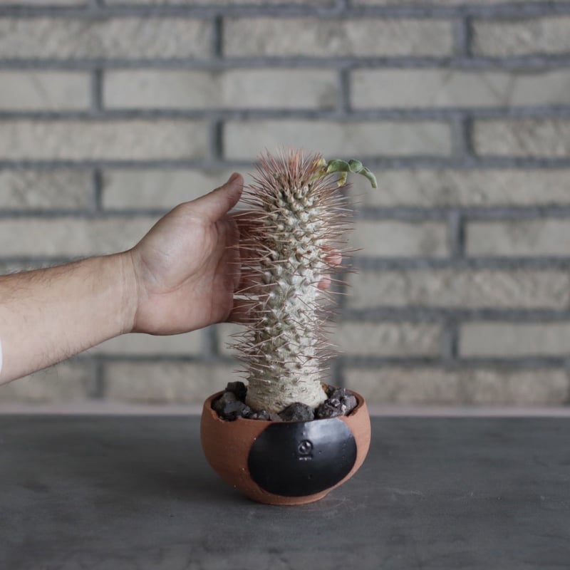 Pachypodiu namaquanum / 光堂 × N/OH (4号) no.510/