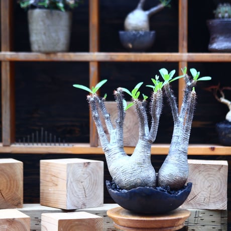 パキポディウム  マカイエンセ 2頭／Pachypodium Makayense       no.82209