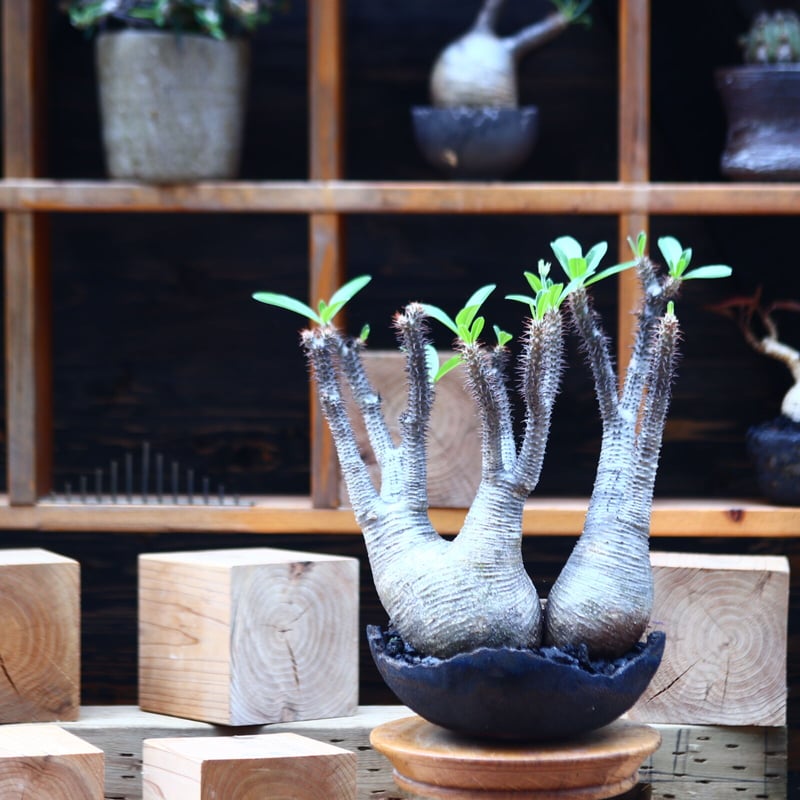 パキポディウム マカイエンセ ＋ valiem aobouzu 2周年Mサイズ 【公式