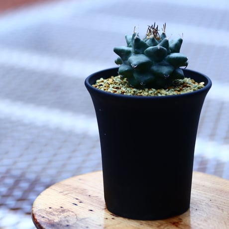 ツルビニカルプス  大疣アロンソイ   Turbinicarupus alonsoi  no120608