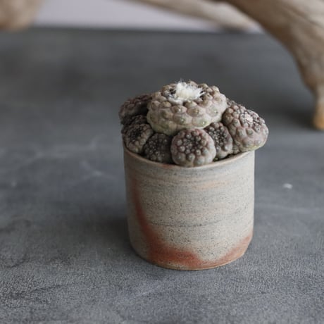Copiapoa  hypogaea var. barquitensis  × 備前鉢2号 / snp plants  no.607-8