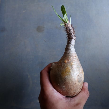 パキポディウム グラキリス   Pachypodium rosulatum var. gracilius no.110336