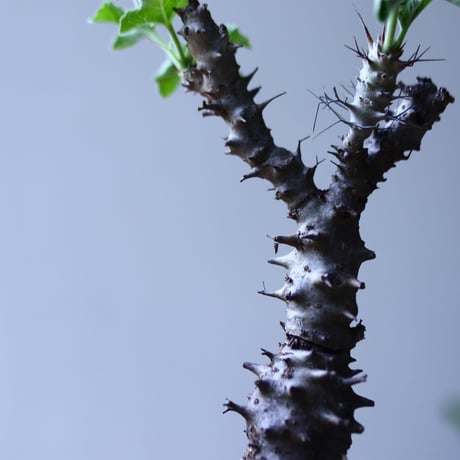 ヤトロファ フィッシスピナ  Jatropha fissispina    no.90624
