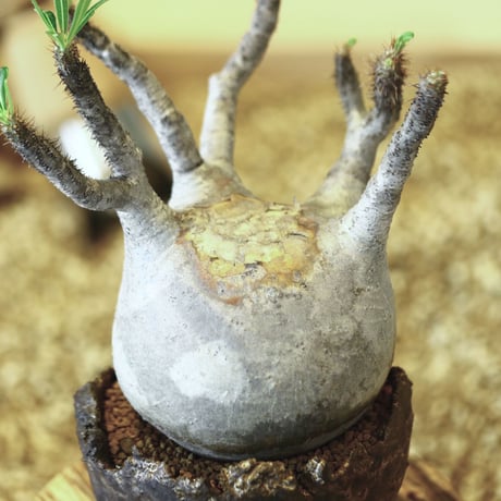 パキポディウム  グラキリス / Pachypodium  gracilius   no.52103